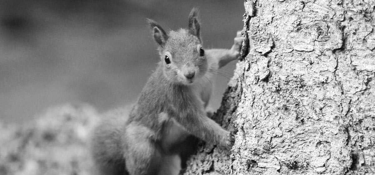 Protecting Mount Graham’s Red Squirrel