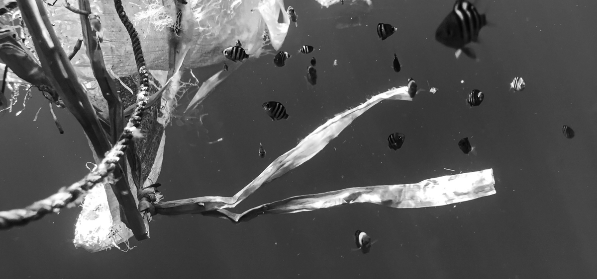 Turning the Tide: Ocean vs Plastic Pollution (Work-session)